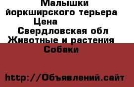 Малышки йоркширского терьера › Цена ­ 10 000 - Свердловская обл. Животные и растения » Собаки   